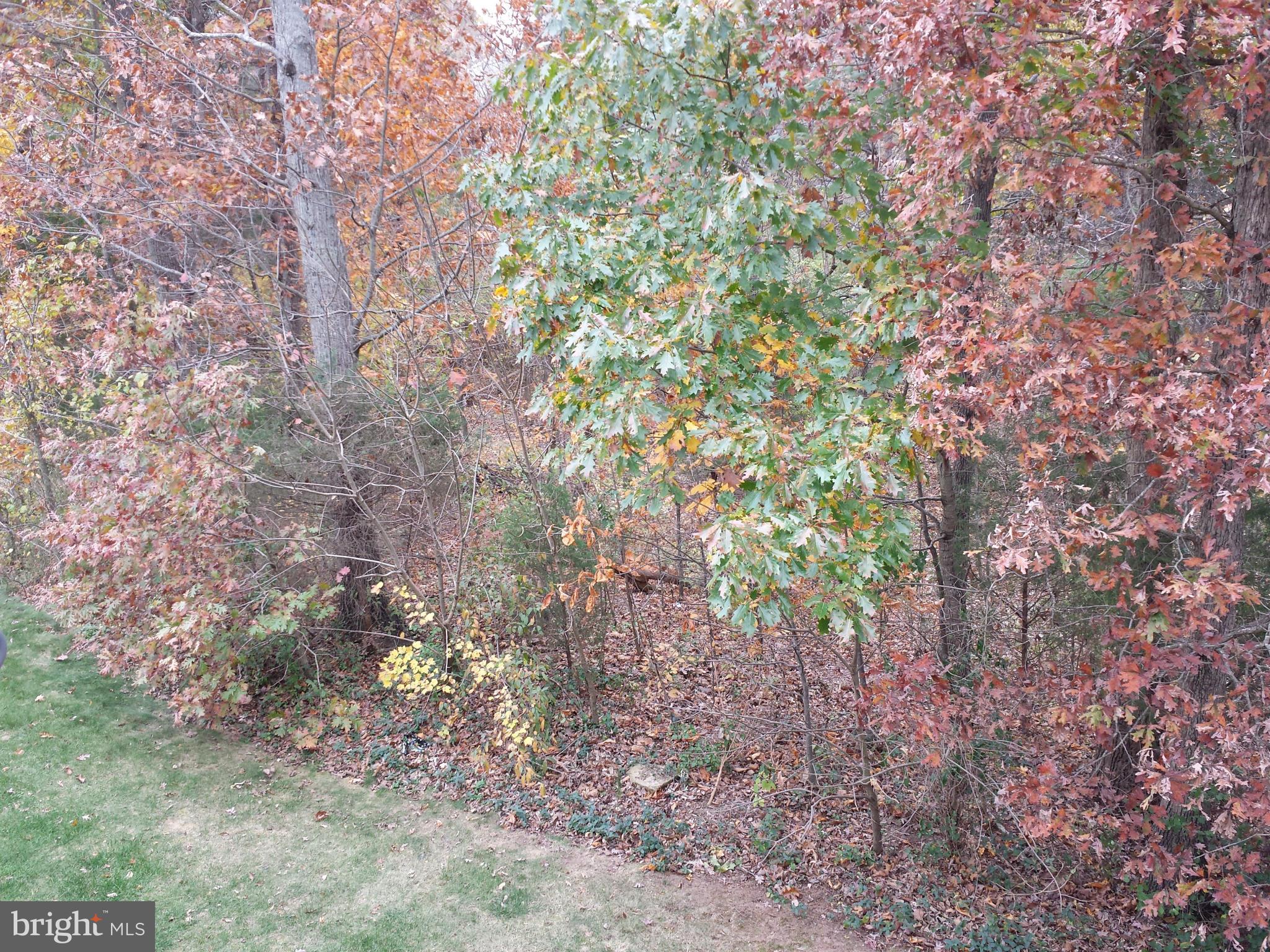 10155 Pale Rose Loop Bristow, VA 20136 - Photo 25 of 25 a view of a forest with lots of trees