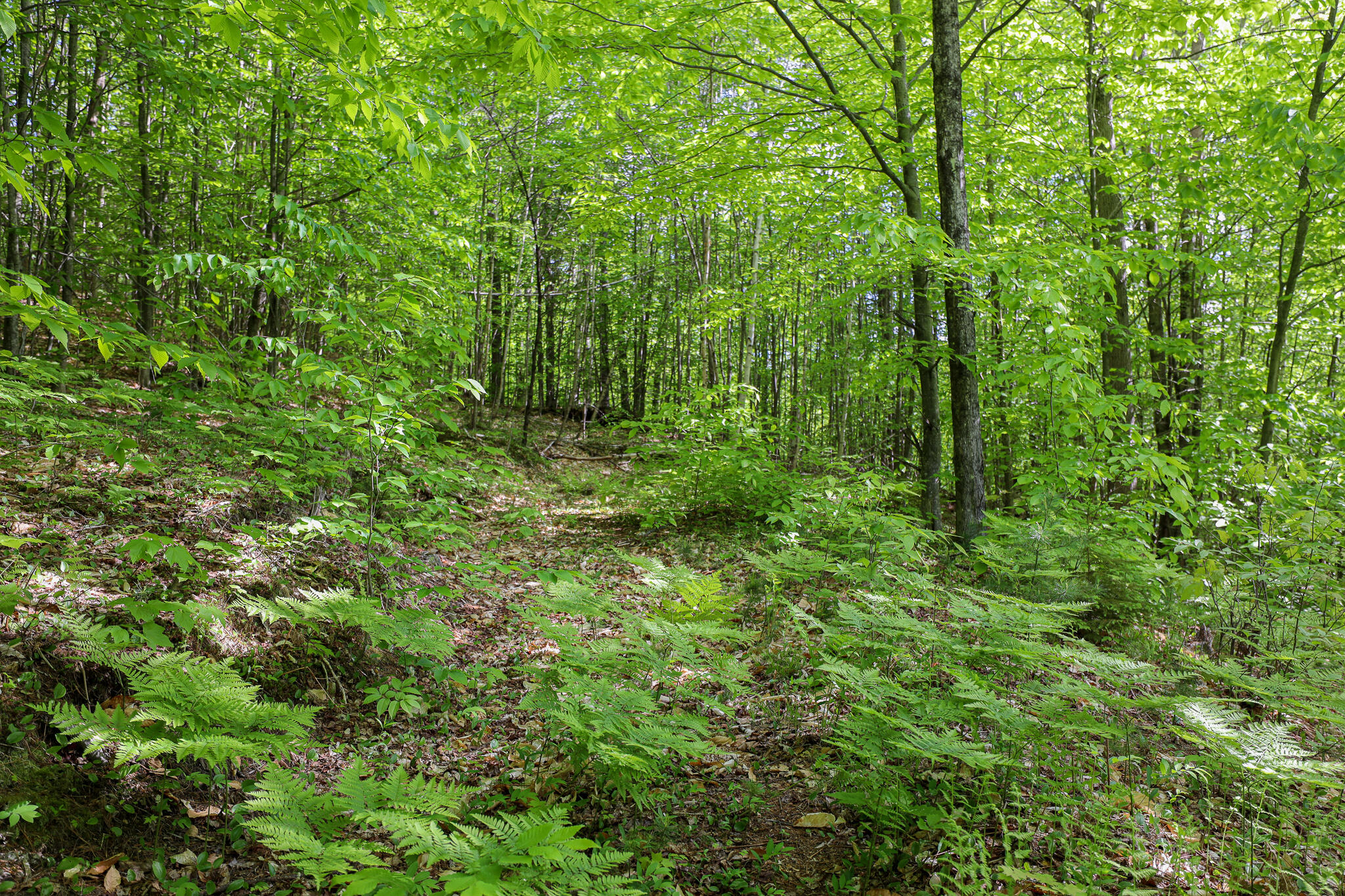 0 Brown Hill Road Peru, ME 04290 - Photo 5 of 17 447A1385