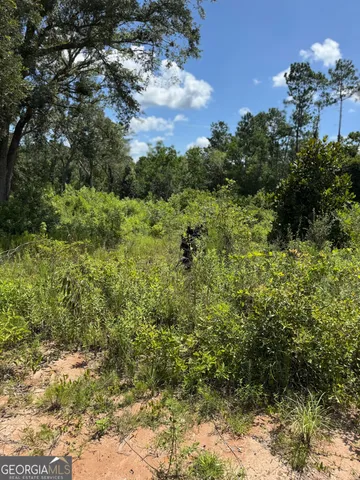 a view of a yard with plants and large trees