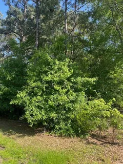 $33,000 | 0 Raehyo Lane, Folsom, LA 70437