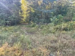 a view of a forest with trees in the background