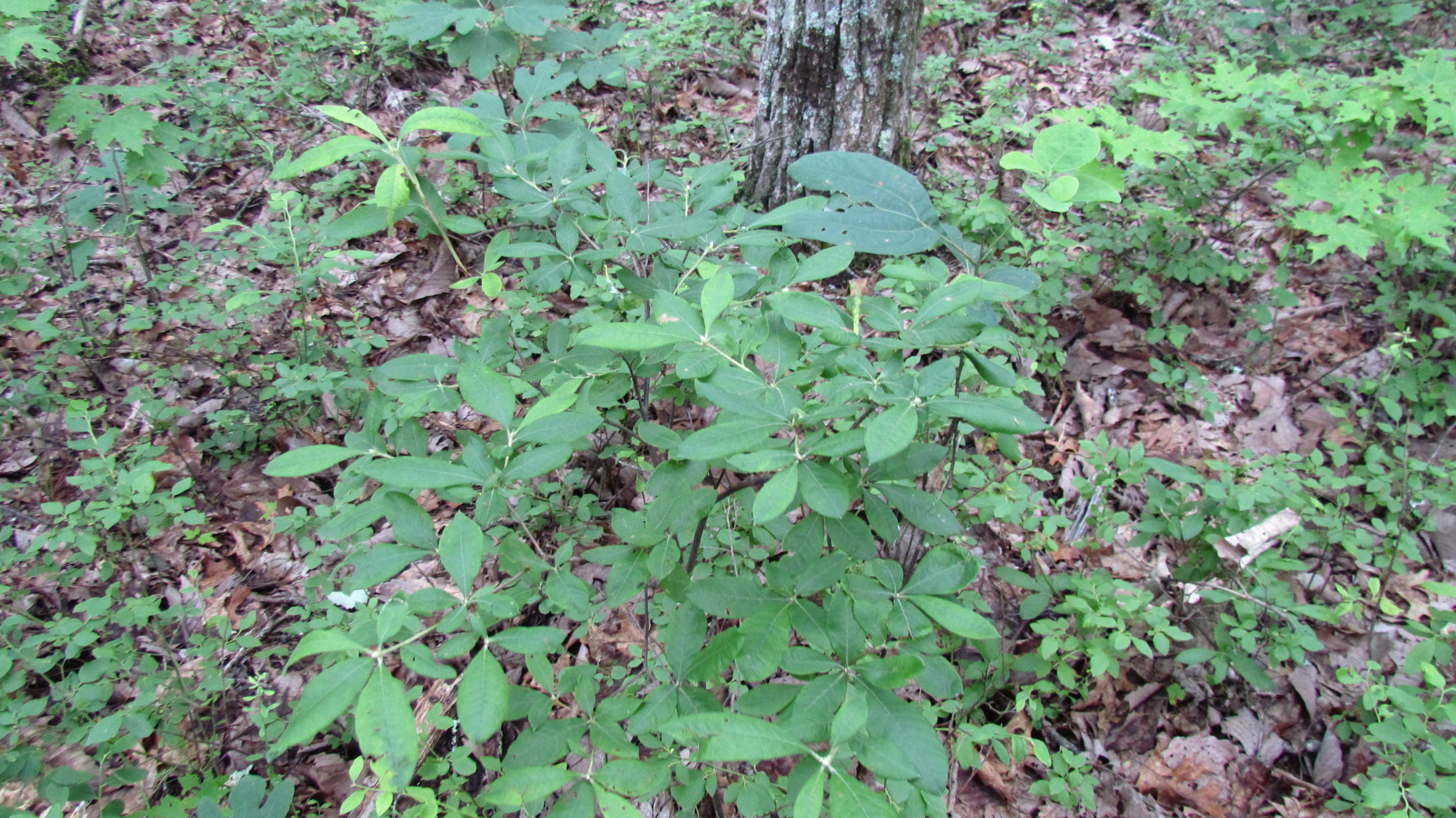 65 South Shivas South Rising Fawn Ga 30738, Unit 65 Rising Fawn, GA 30738 - Photo 19 of 22 IMG_1342