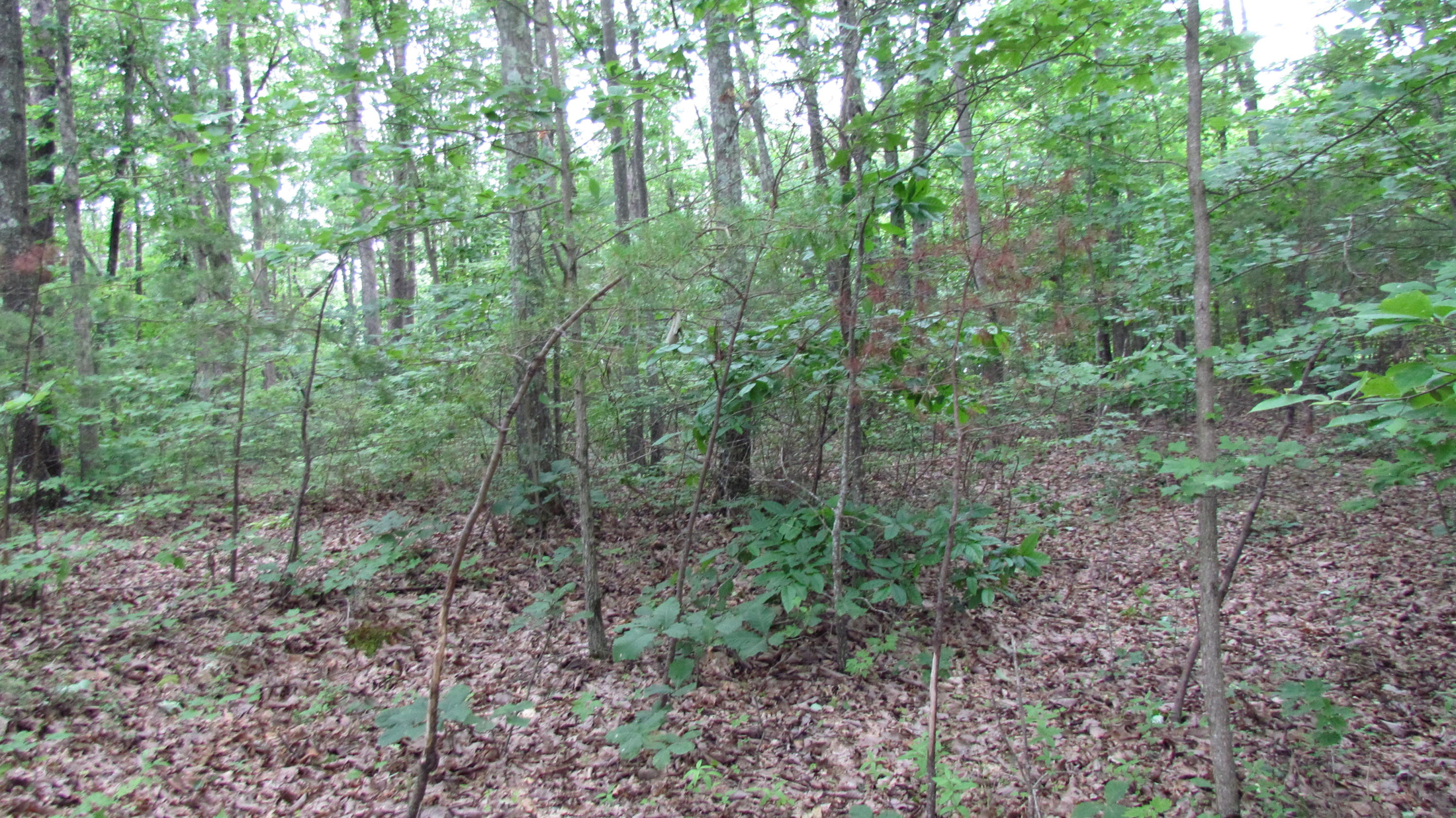 65 South Shivas South Rising Fawn Ga 30738, Unit 65 Rising Fawn, GA 30738 - Photo 20 of 22 IMG_1344