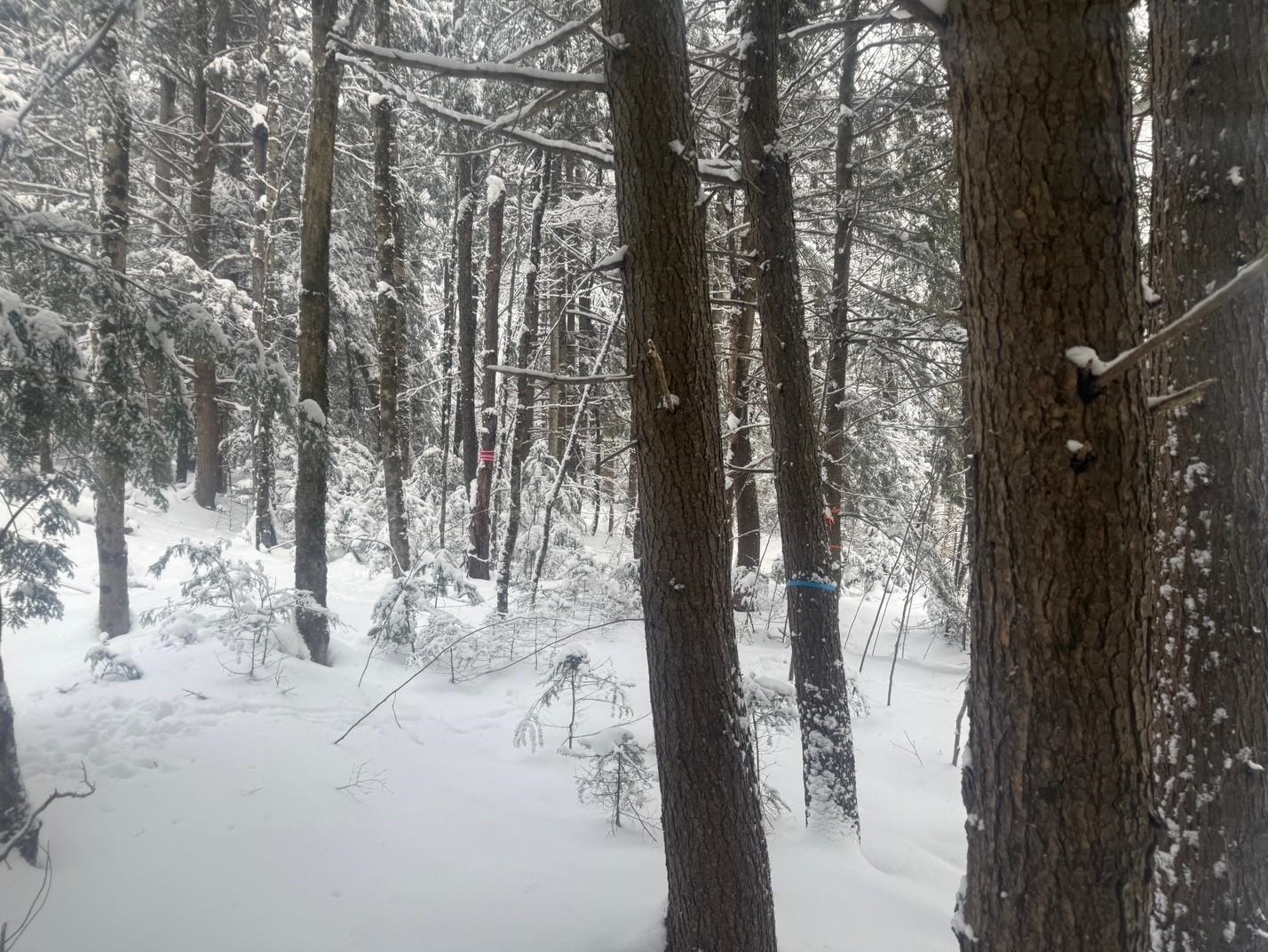 0 Mud City Loop Morristown, VT 05661 - Photo 13 of 18