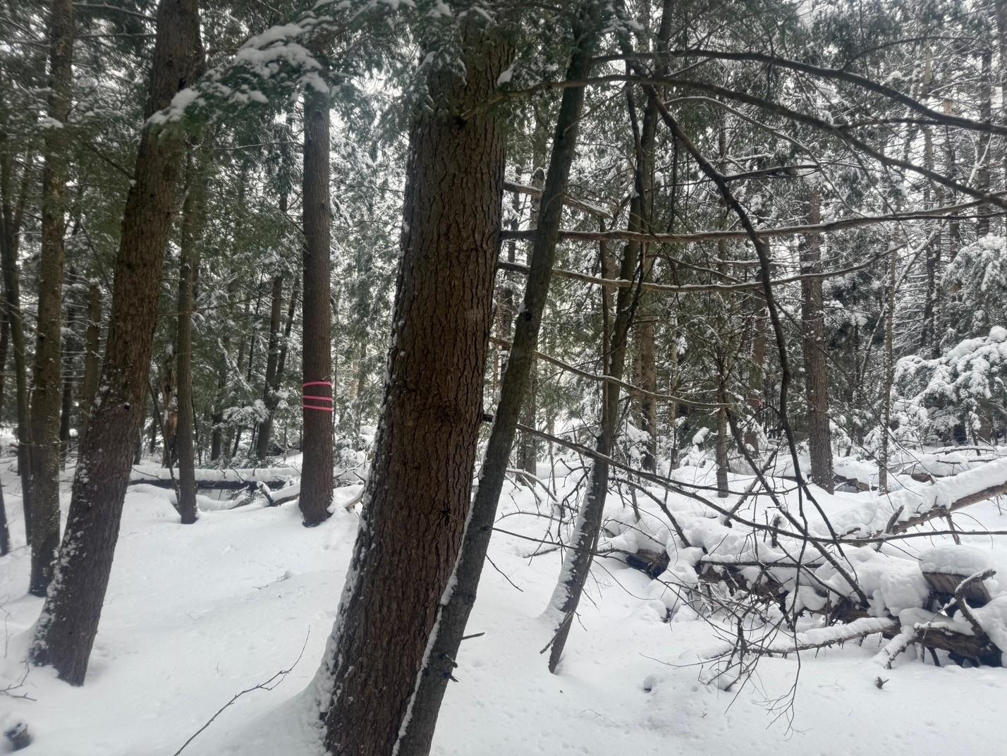 0 Mud City Loop Morristown, VT 05661 - Photo 14 of 18