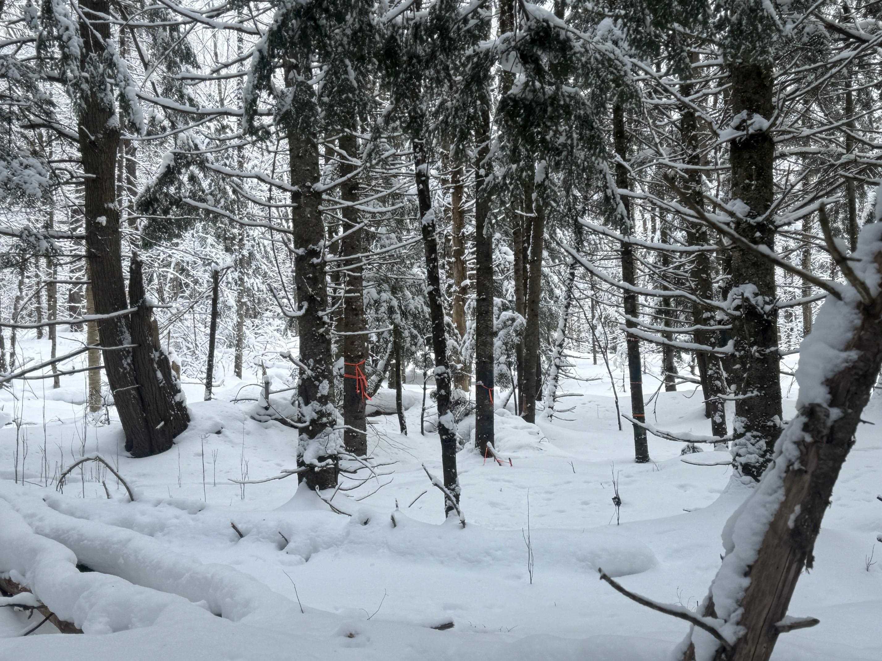 0 Mud City Loop Morristown, VT 05661 - Photo 15 of 18