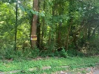 a view of a lush green forest