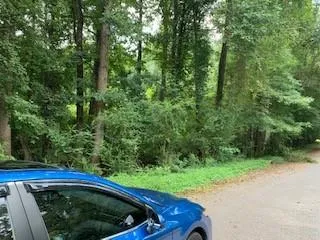 a view of a forest with a tree