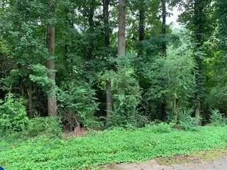 a view of a forest with a tree