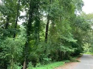 a view of a lush green forest