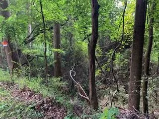 a view of a forest with trees