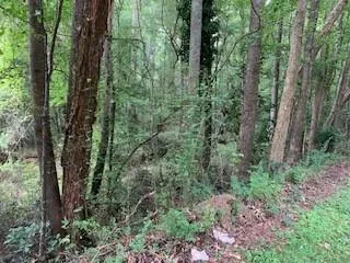 a view of a forest with trees