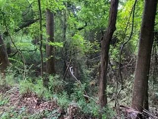 a view of a forest with trees
