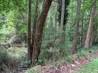 a view of a lush green forest
