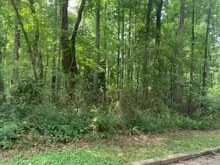 a view of a lush green forest