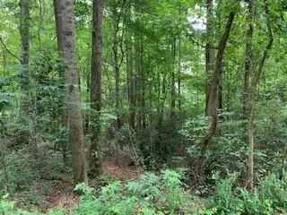 a view of a forest with trees in the background