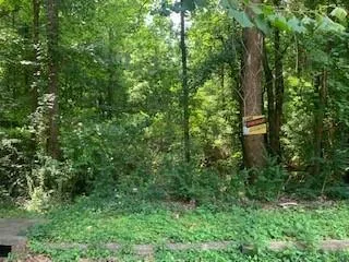a view of a lush green forest