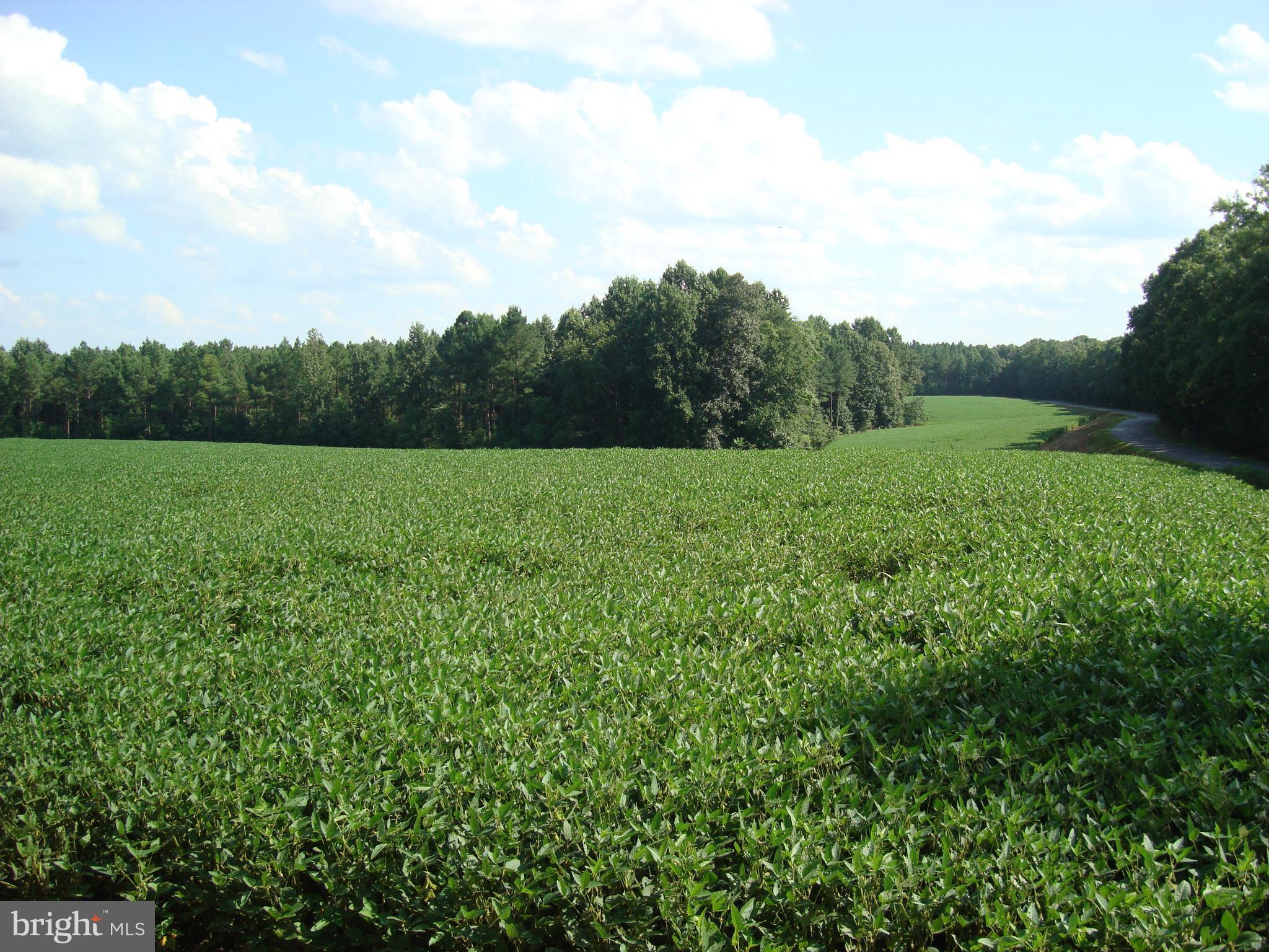 Landora Bridge Road Ruther Glen, VA 22546 - Photo 1 of 27 a view of an outdoor space and a yard