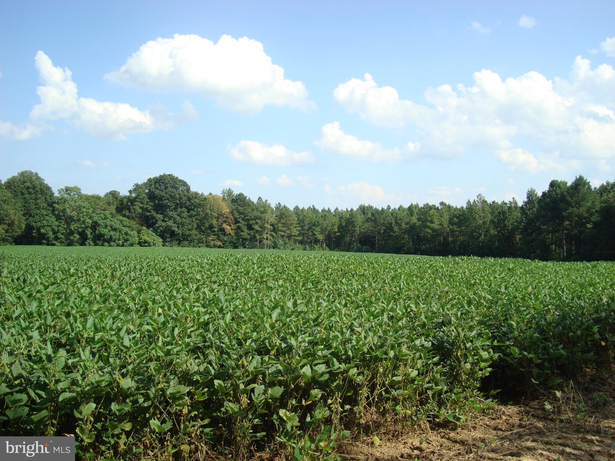 Landora Bridge Road Ruther Glen, VA 22546 - Photo 15 of 27 a view of a green field with lots of green space