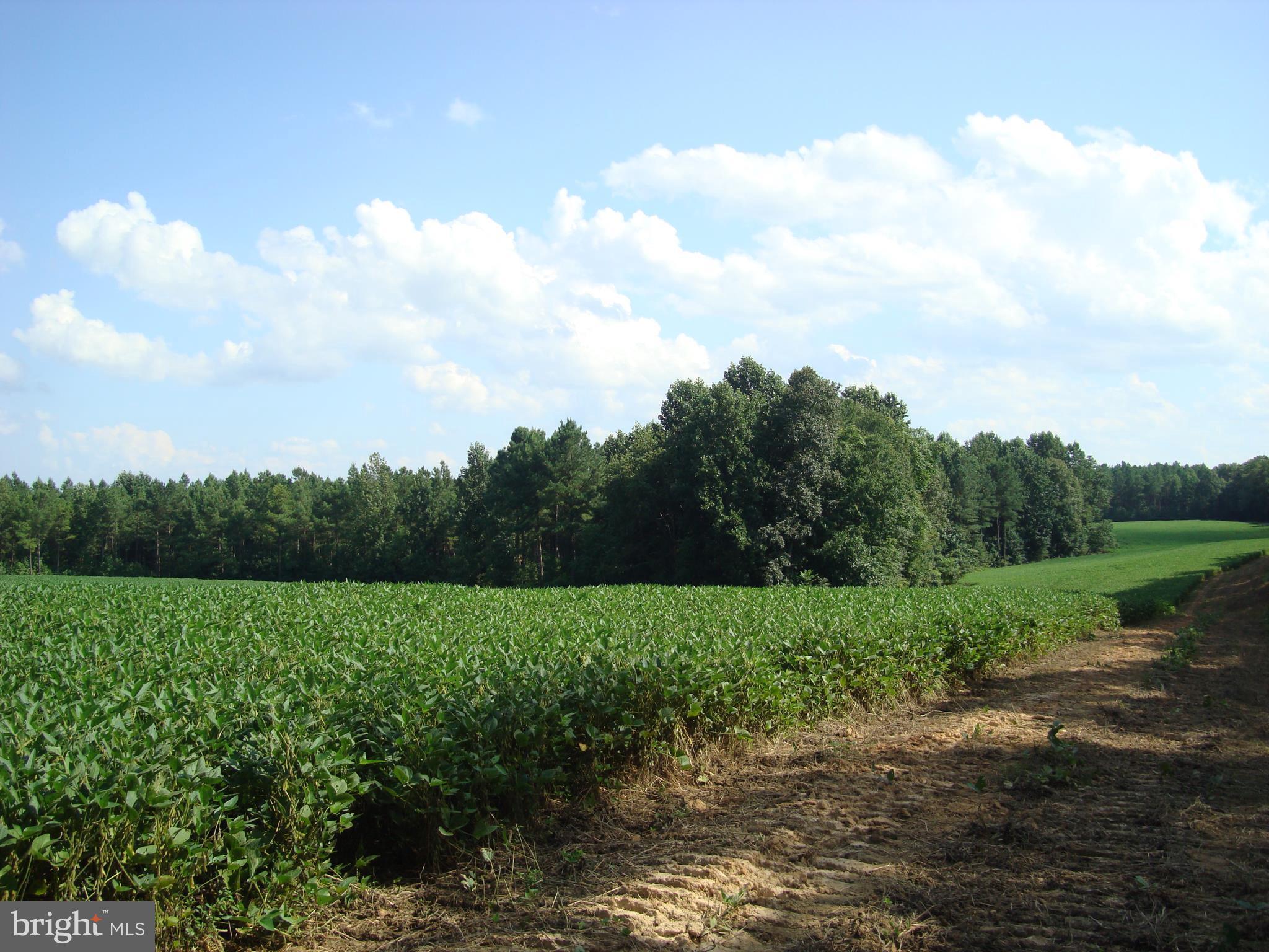Landora Bridge Road Ruther Glen, VA 22546 - Photo 16 of 27 a view of a field with trees in the background