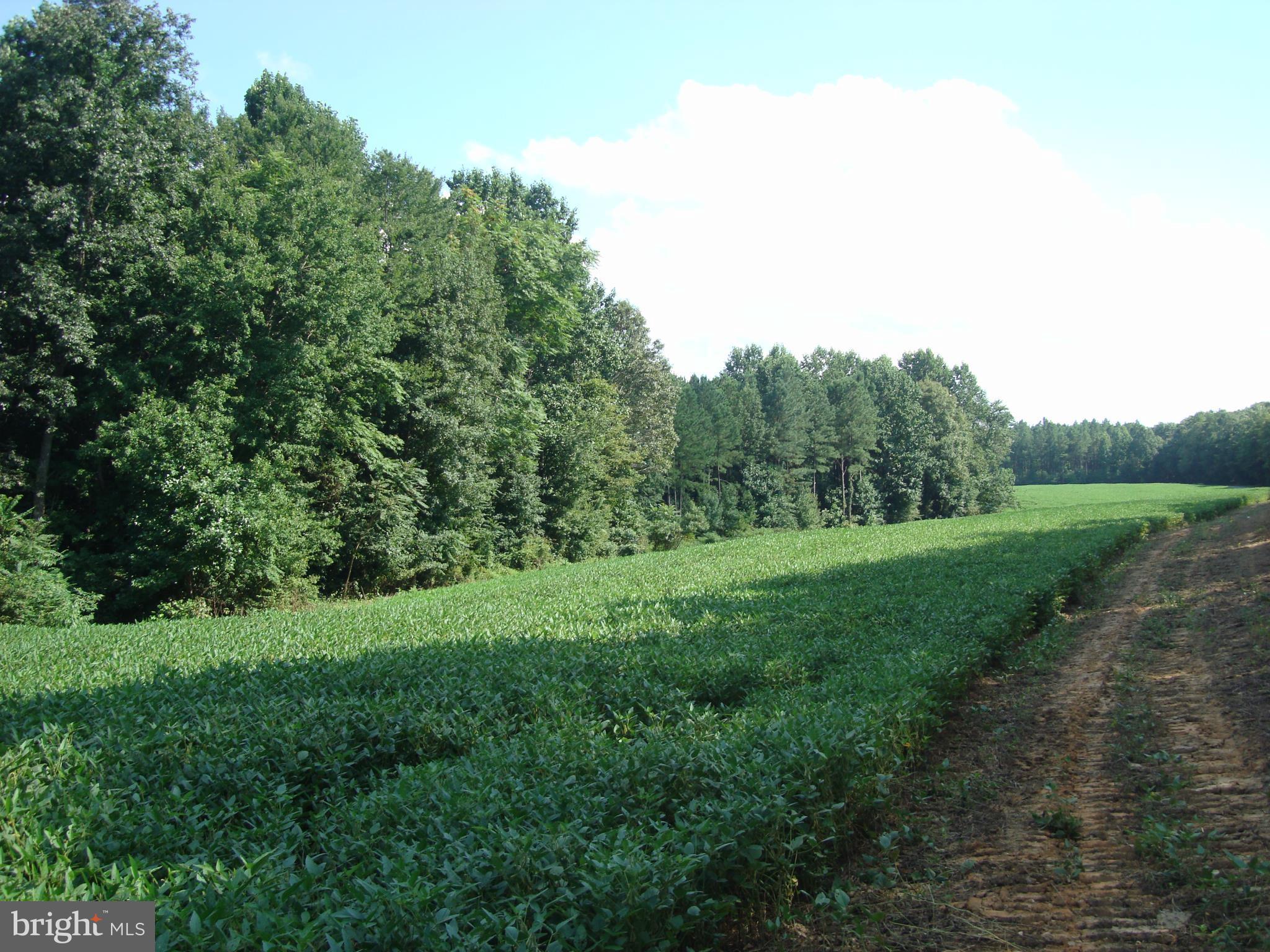 Landora Bridge Road Ruther Glen, VA 22546 - Photo 17 of 27 a view of a grassy field with trees