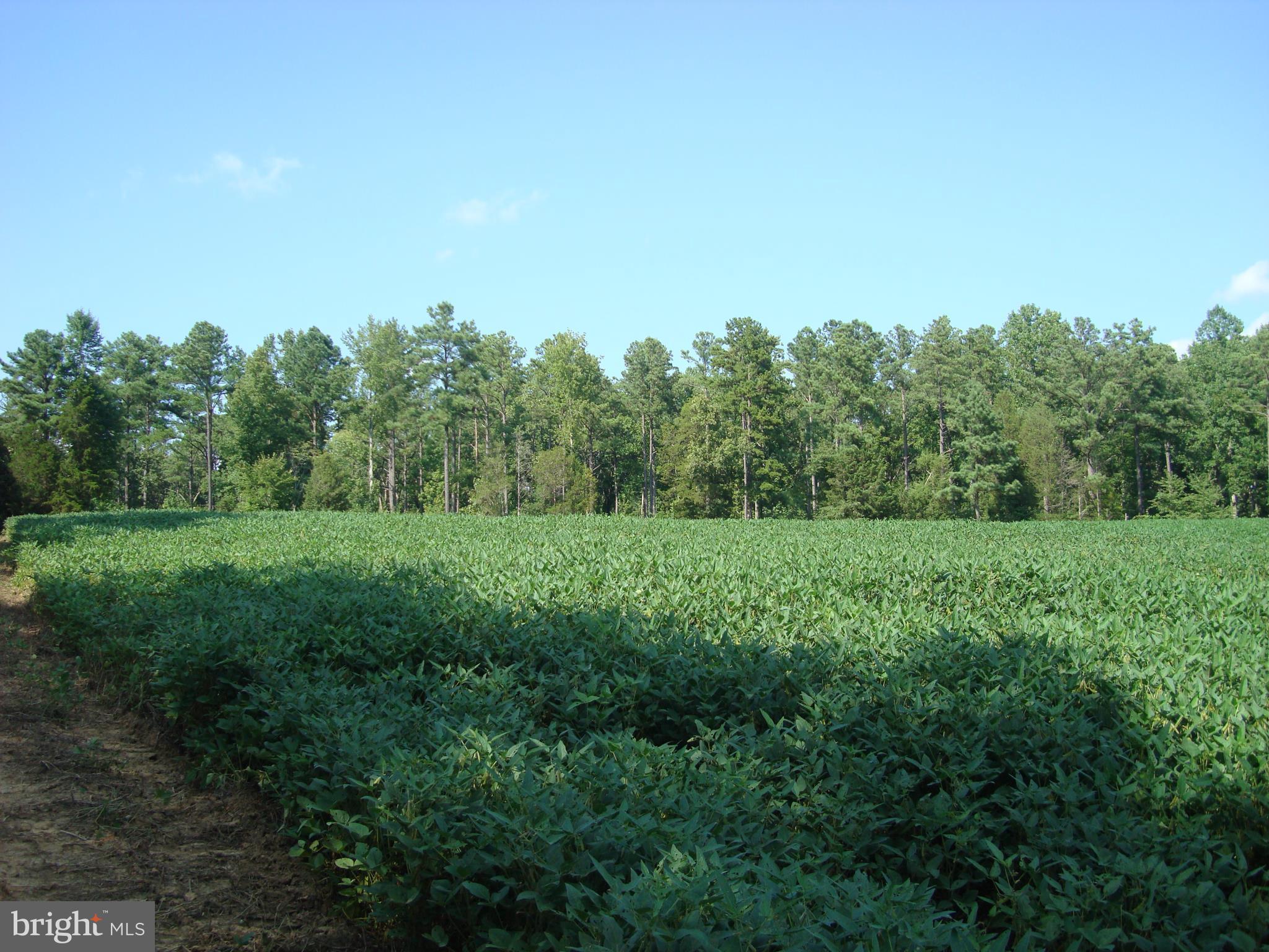 Landora Bridge Road Ruther Glen, VA 22546 - Photo 18 of 27 a view of a outdoor space with green field and trees all around