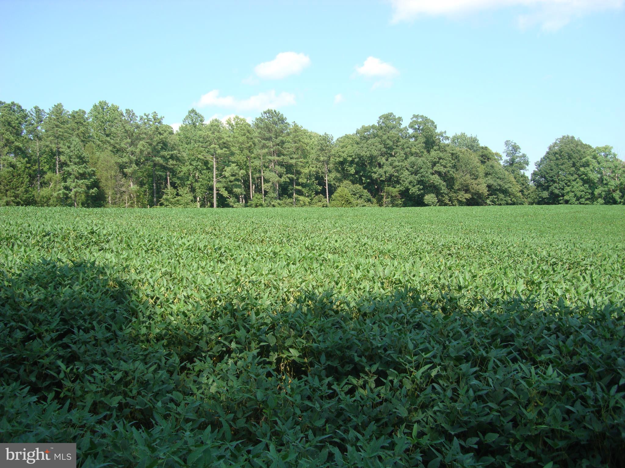 Landora Bridge Road Ruther Glen, VA 22546 - Photo 19 of 27 a view of field with trees in the background