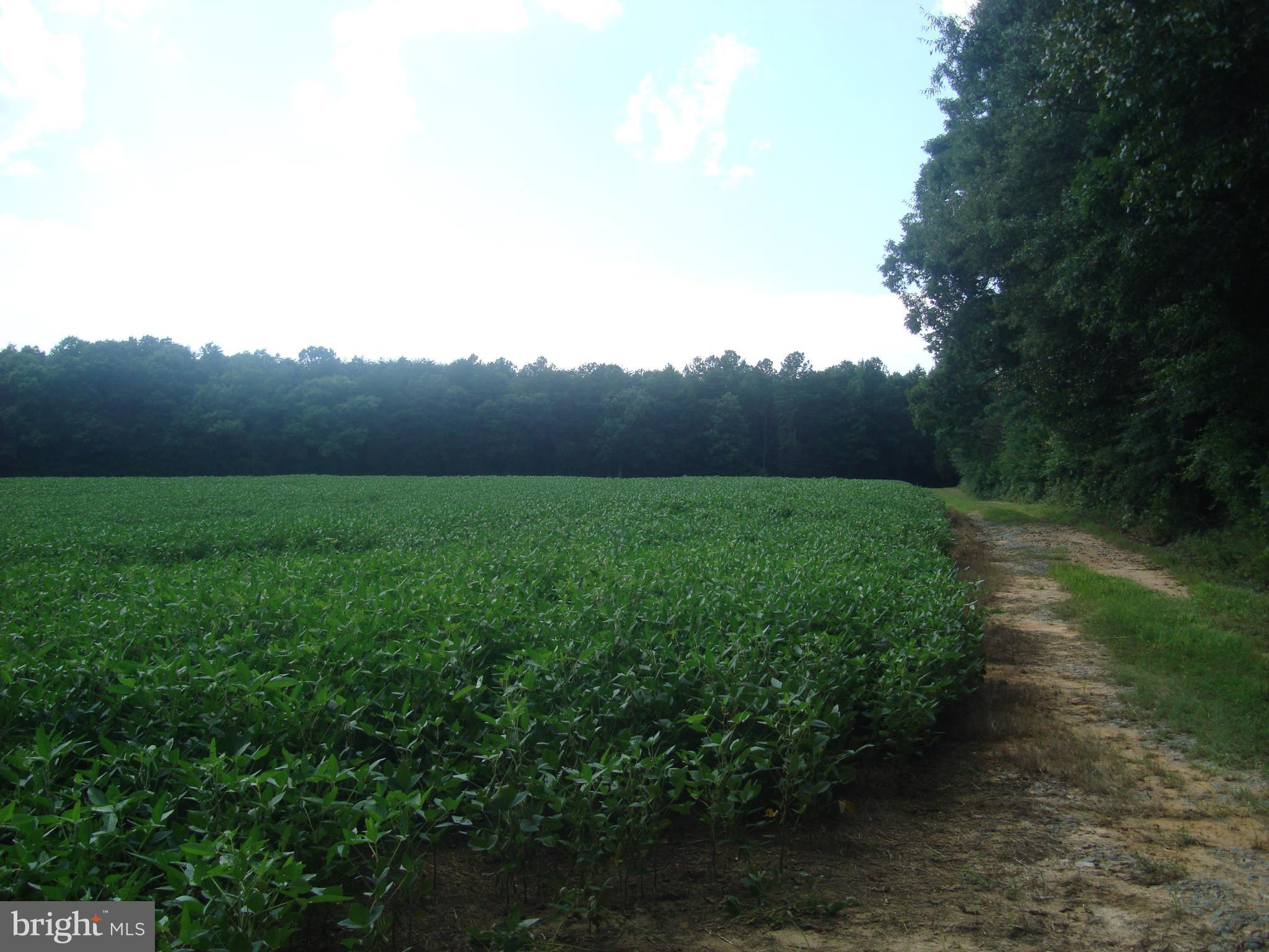 Landora Bridge Road Ruther Glen, VA 22546 - Photo 3 of 27 a view of a backyard