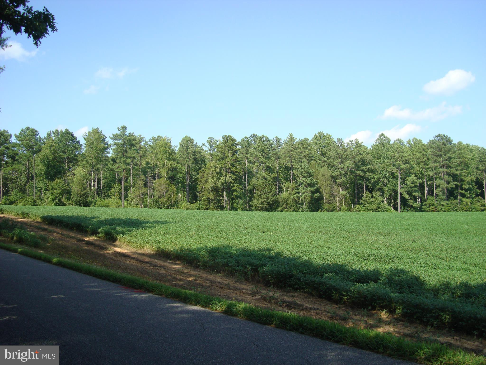 Landora Bridge Road Ruther Glen, VA 22546 - Photo 21 of 27 a view of a grassy field with trees
