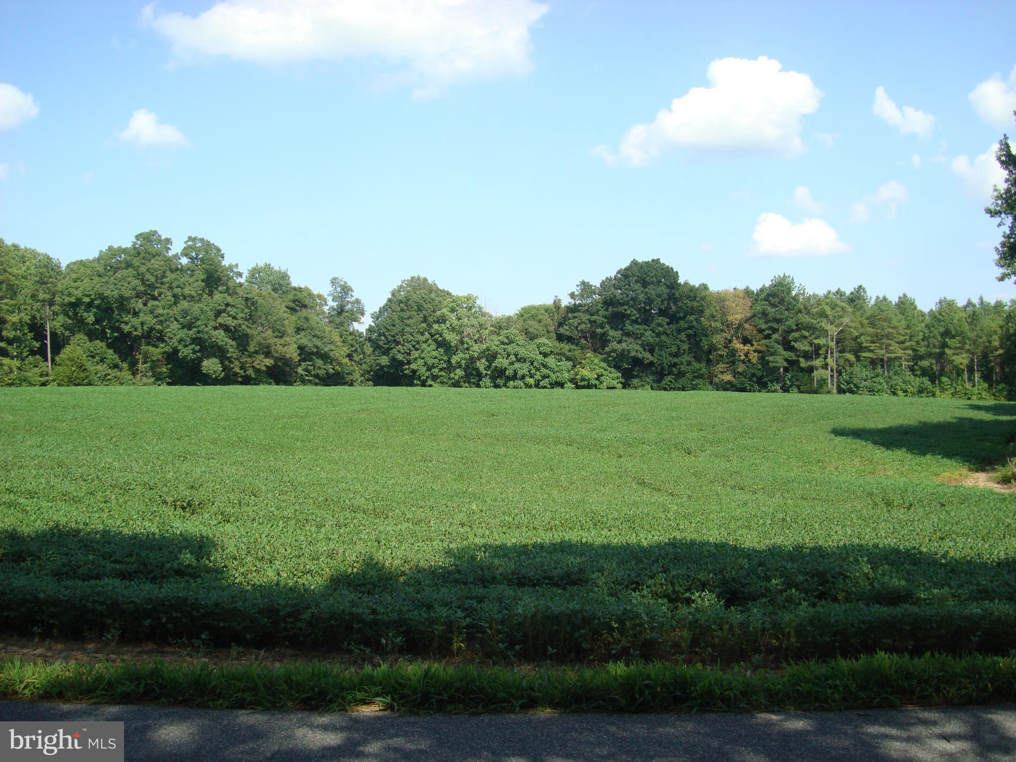 Landora Bridge Road Ruther Glen, VA 22546 - Photo 22 of 27 a view of a grassy field with trees