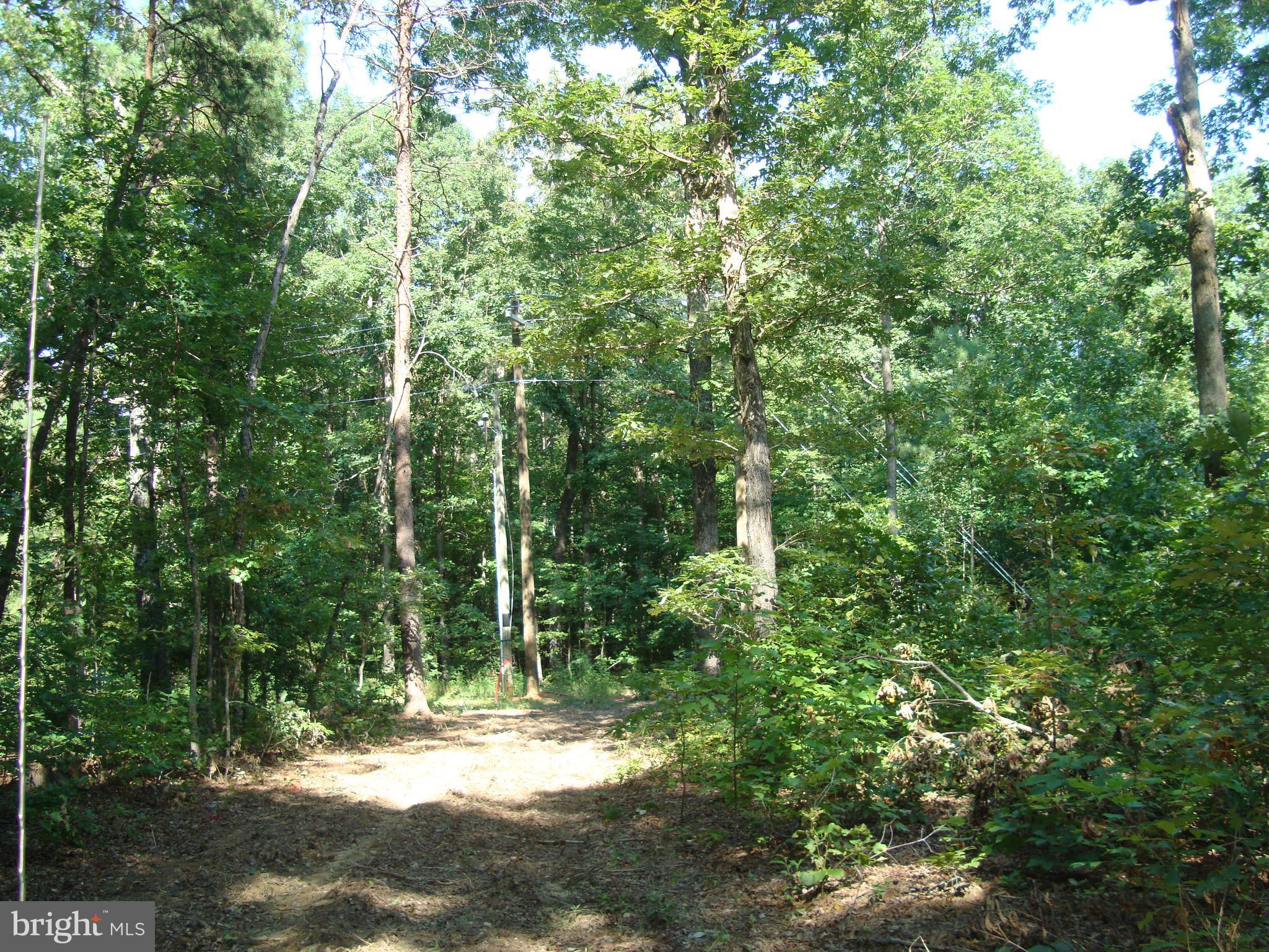 Landora Bridge Road Ruther Glen, VA 22546 - Photo 24 of 27 a view of a forest with trees