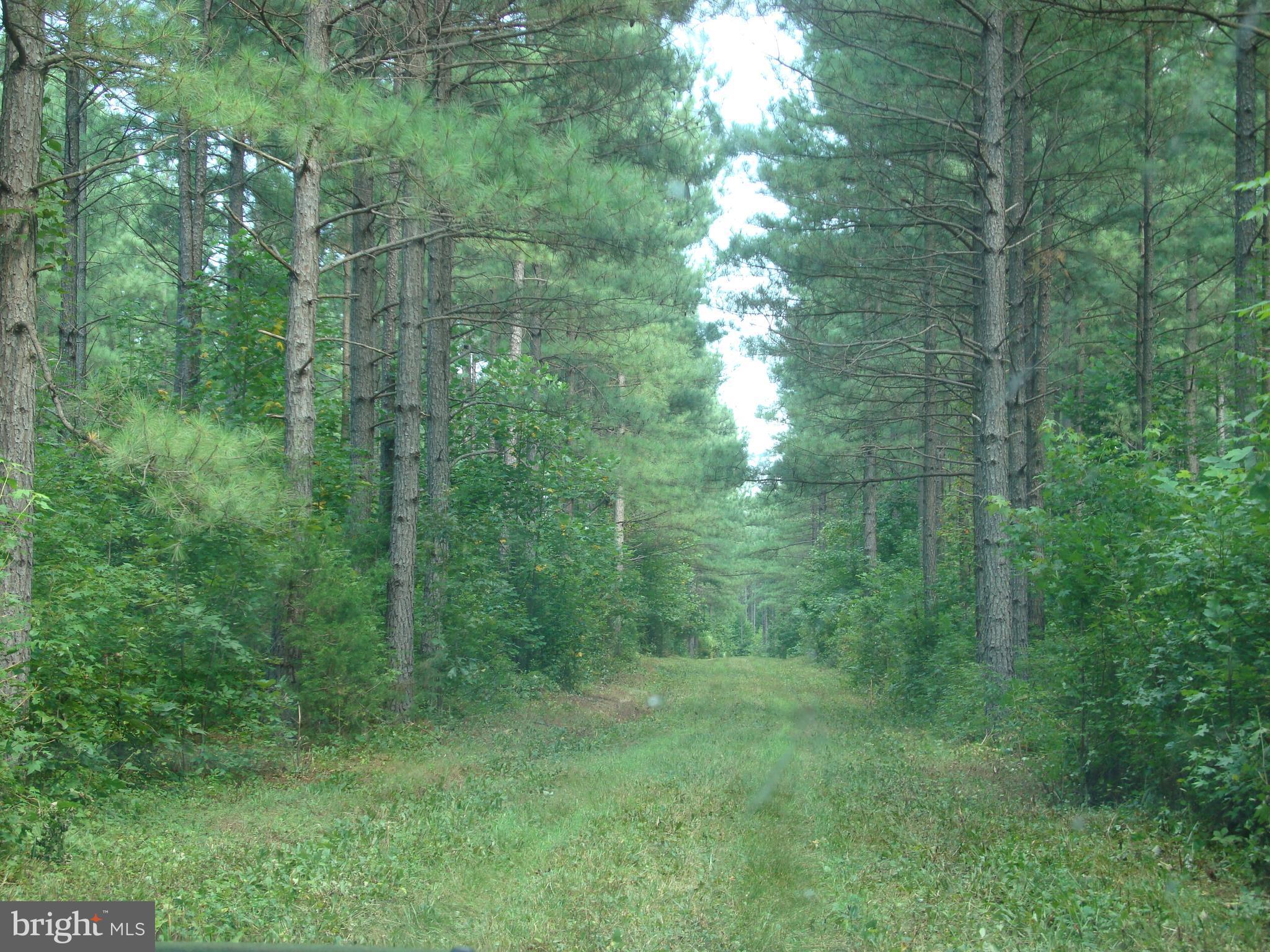Landora Bridge Road Ruther Glen, VA 22546 - Photo 10 of 27 a view of a big yard
