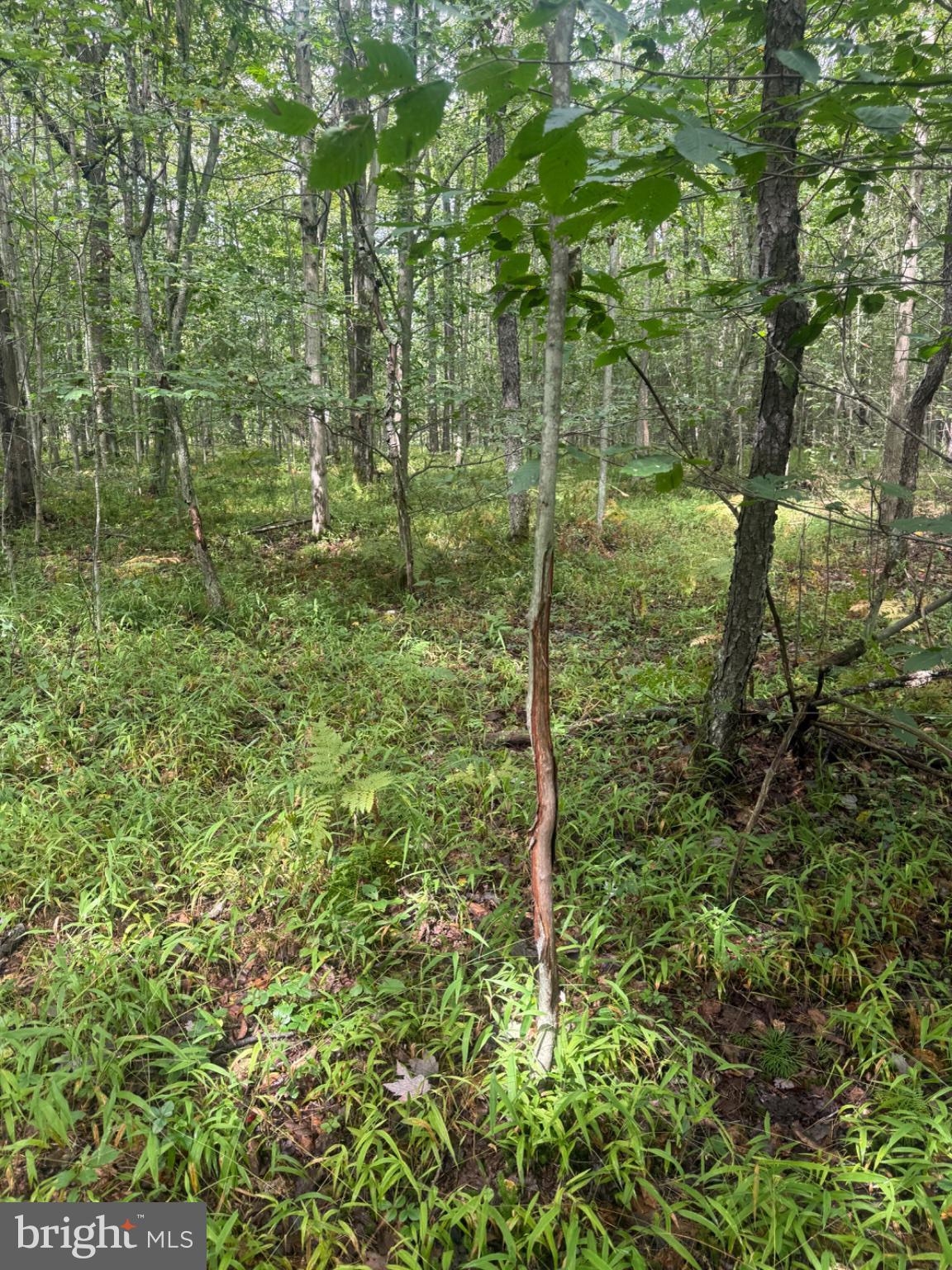0 Mt Alton Road Limestone, NY 14753 - Photo 11 of 28 Gallery Image 11