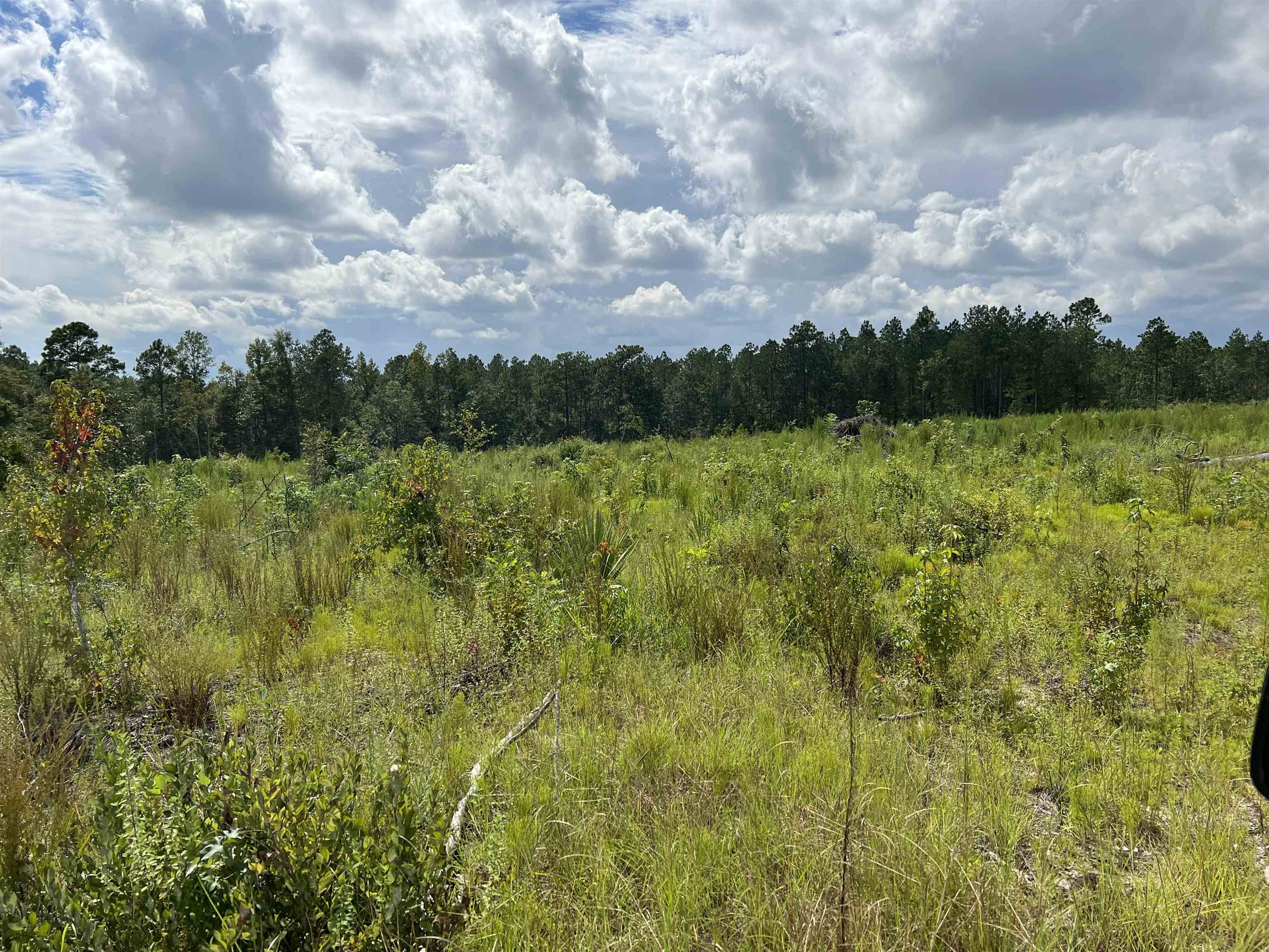 Morton Road Glenwood, GA 30428 - Photo 6 of 8
