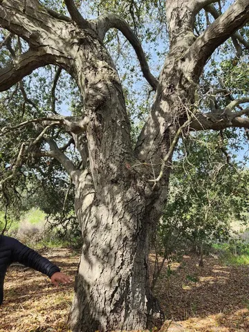 $815,000 | 4800 Blk 5th Street, Fallbrook, CA 92028