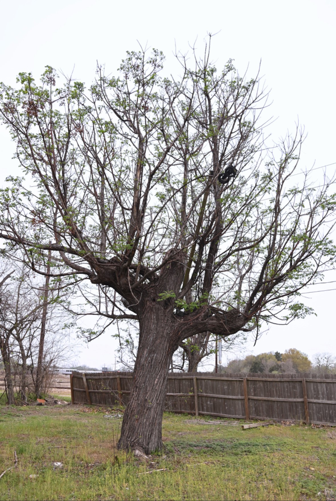 438 Low Wood Road Somerville, TX 77879 - Photo 9 of 10