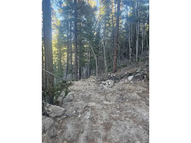 a view of a forest with tree