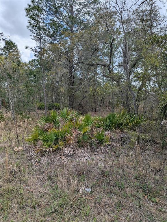0 Mazette Road Weeki Wachee, FL 34613 - Photo 4 of 7 a view of a yard with a tree