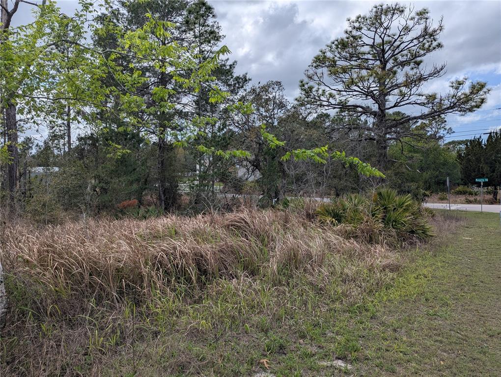 0 Mazette Road Weeki Wachee, FL 34613 - Photo 7 of 7 a view of a forest with trees in the background