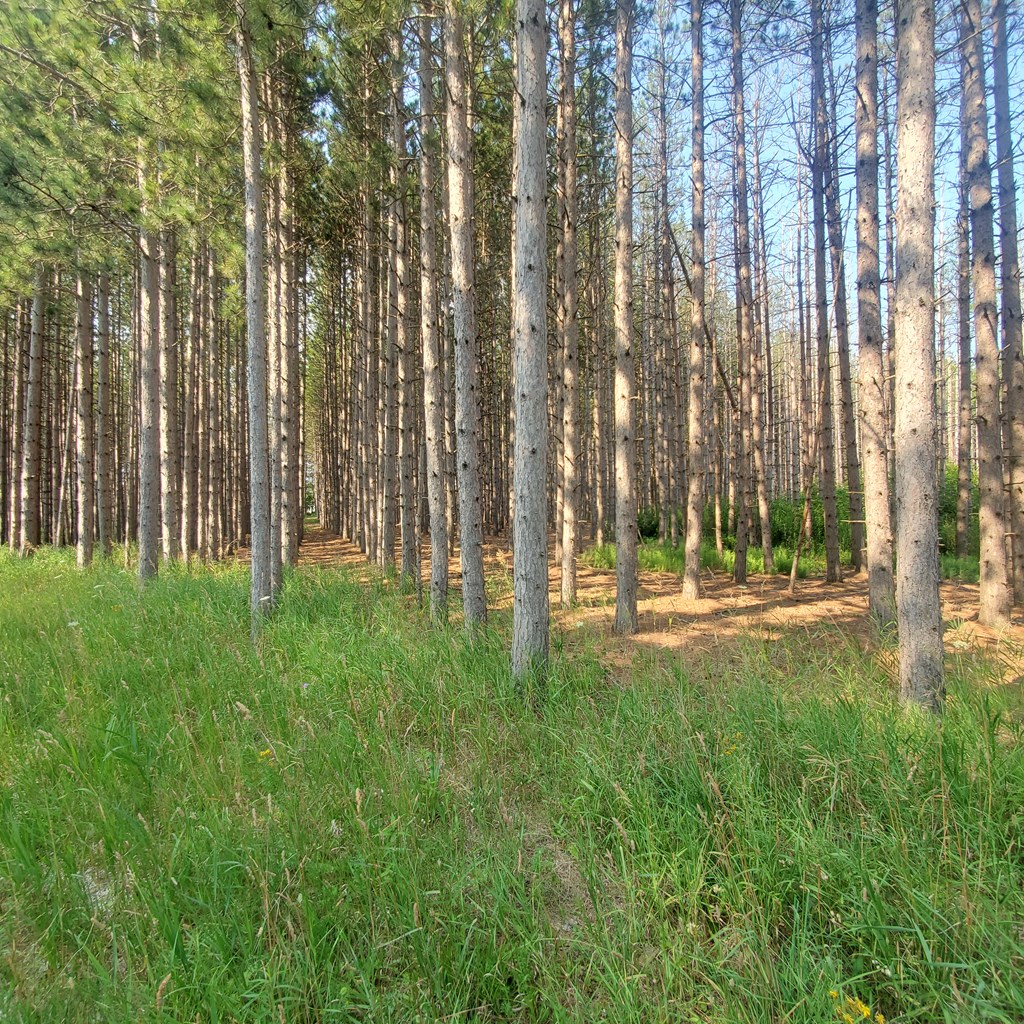 Tbd Tbd Jack Pine Road Baileys Harbor, WI 54202 - Photo 4 of 9