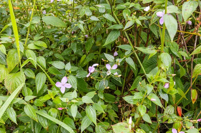 $39,000 | 3549 Road 4 (io Kea) Kurtistown Hi 96760, Pahoa, HI 96778