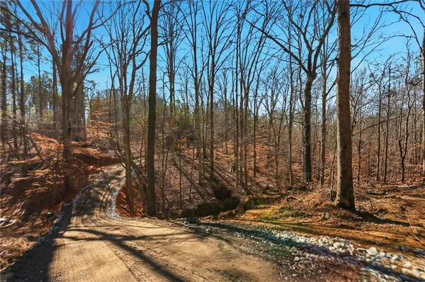 a view of a forest with trees