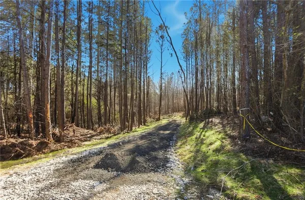 a view of a forest with a tree