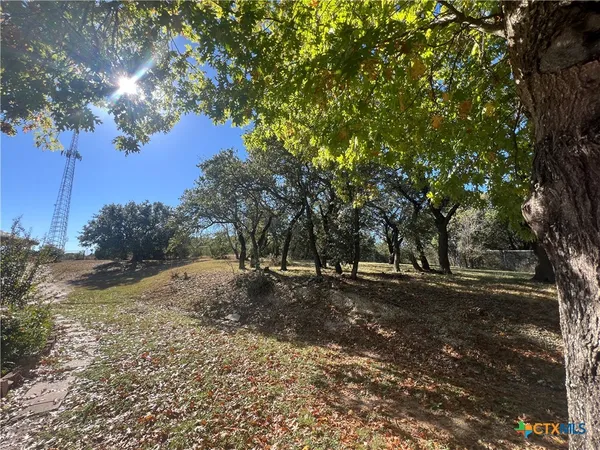 a view of a tree in the middle of a yard
