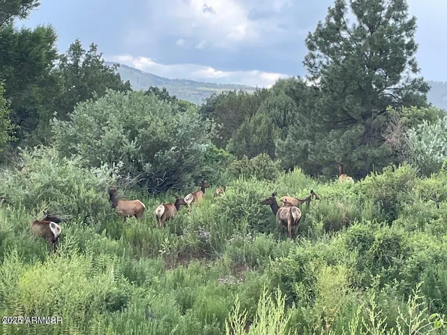a view of a lush green forest