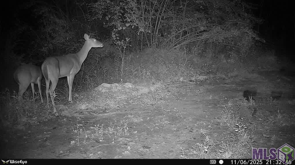 771 Carrier Road Pine Grove, LA 70453 - Photo 29 of 29