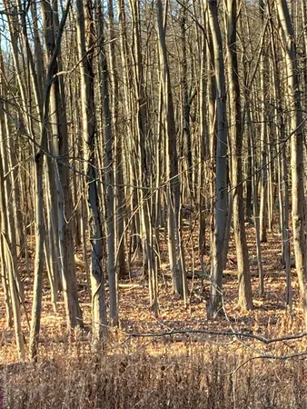 a picture of a tree