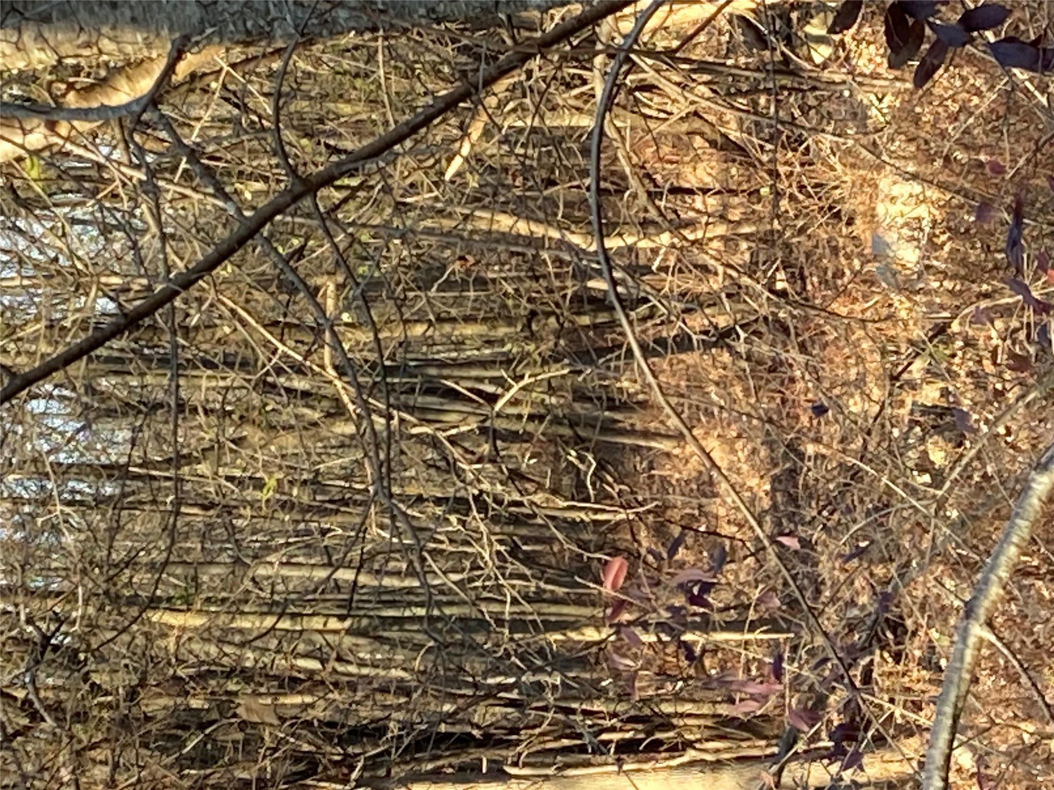 Pocatello Road Pocatello Road Middletown, NY 12566 - Photo 13 of 13 a picture of a tree