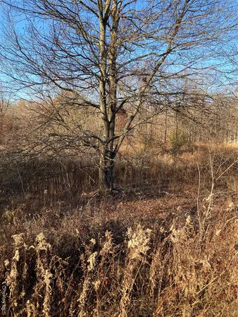 a view of a yard with a tree