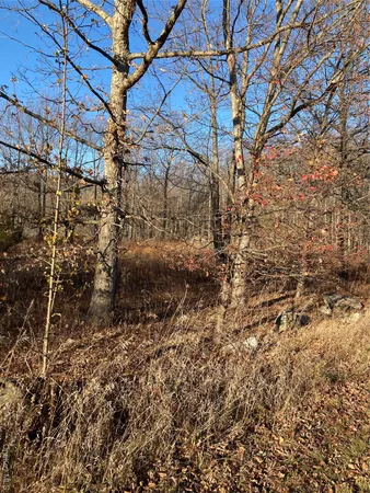 a view of a yard